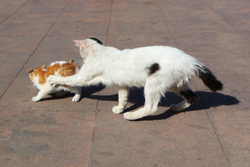 Fototapeta premium Street cats. An adult cat pushes a small kitten with its paw.