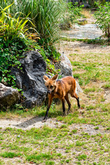 Maned Wolf on the Prowl Hunting for Supper
