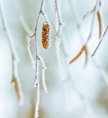 Birch branches are covered with hoarfrost. Winter background_