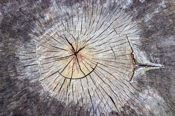Old stump. Cross section of tree trunks background.