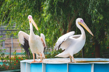 Two pelicans with spread wings  in the zoo in nature_