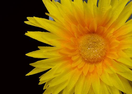 Yellow Sunflower on Dark Background