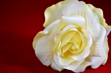 Cream Rose on Red Background