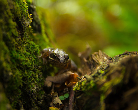 Frog on a moss covered old stump i
