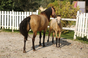 Mare and her foal enjoying summer sunshine at rural animal farm
