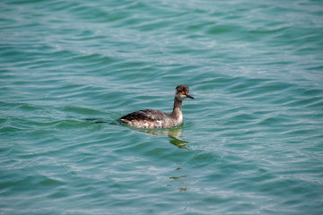Waterfowl in sea water.