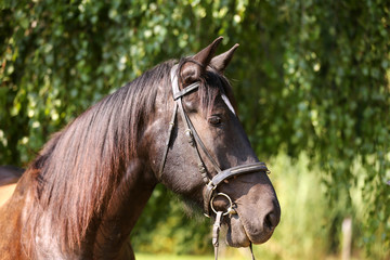 Young purebred horse relaxing in the shadow