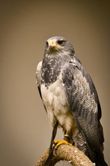 Portrait of an buzzard