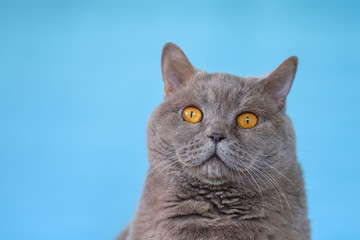 Portrait Cute British Shorthair cat on blue background.