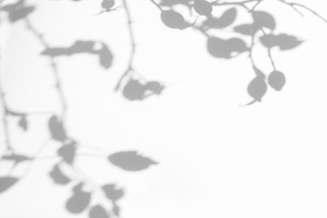 Gray shadow of the wild roses leaves and berries on a white wall