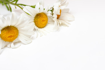 Beautiful camomile daisy flowers, medicinal herbs on white background with copy space
