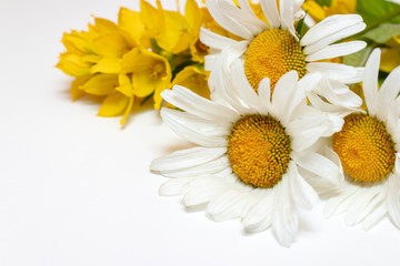 Obraz premium Meadow country field flowers Camomile, Daisy and yellow Lysimachia on white background with copy space