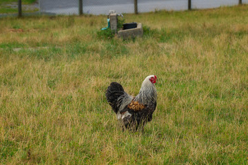 A big cock of the breed Brahma cock. He is imposing, has feather feet and the feathers are black,...