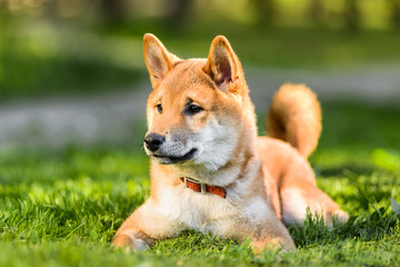 portrait of Japanese Akita inu puppy lying on grass