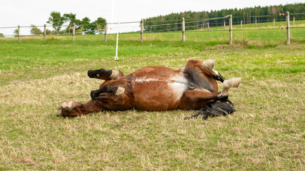 A horse of the breed Saxon Thuringian heavy warm blood rolls on the paddock. It sweated under the...