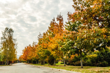 Naklejka premium Pathway through the autumn forest