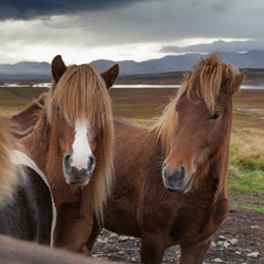 Islandpferde auf einer isl&auml;ndischen Weide bei tr&uuml;bem Wetter