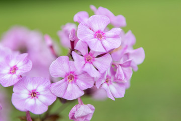 Fototapeta na wymiar pink phloxes flowers on a green background