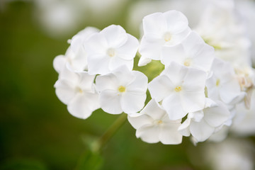 white flowers of apple tree