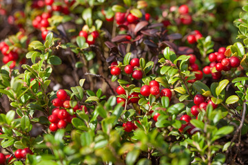 Cowberry bushes in the forest