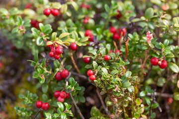 Cowberry bushes in the forest