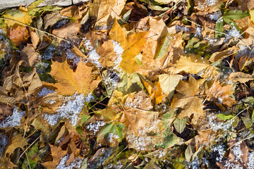 Autumn leaves and snow in the woods