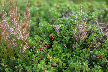 Bushed of heather