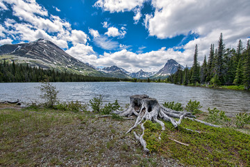 Tree Stump on Edge of Mountain Lake