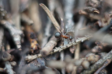 red ant family in anthill