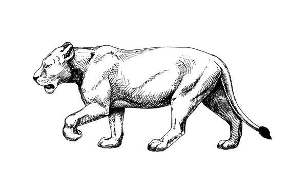Lioness vector isolated hatch drawing sketch style