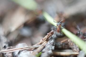 red ant family in anthill
