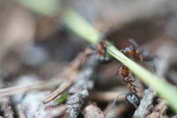 red ant family in anthill