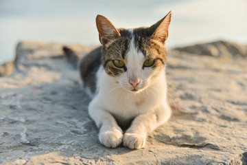 cat on the coast