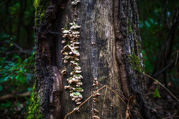 Old wood in the forest with fungus and moss