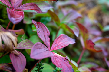 Close up of small plants in an alpine meadow changing colors with the fall season.