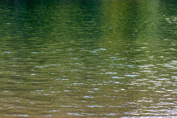 black forest lake greenish water surface