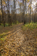 Footpath in the forest park.