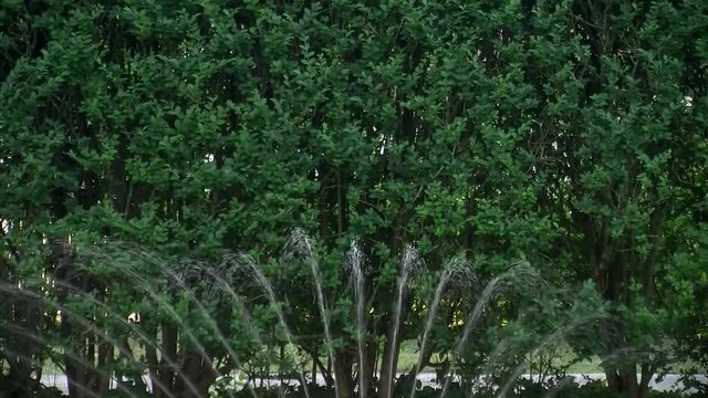 Wasserstrahlen von einem Gartenregner vor einer Ligusterhecke