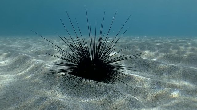 Sea urchin on the sandy seabed. Black Longspine Urchin or Long-spine sea urchin (Diadema setosum) Underwater shot. Mediterranean Sea, Europe.