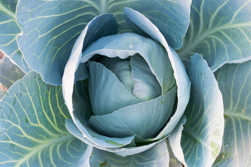 Obraz premium Cabbage with green leaves on the ground