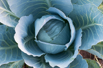 Obraz premium Cabbage with green leaves on the ground
