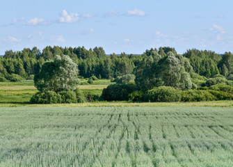 wheat field on the background of the forest and meadows.