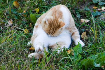 Near the Village of Malakhovo_47