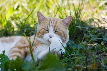 Near the Village of Malakhovo_48