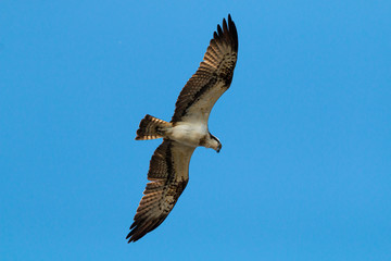 Fototapeta na wymiar Fischadler im Flug Profilansicht Greifvogel silhouette