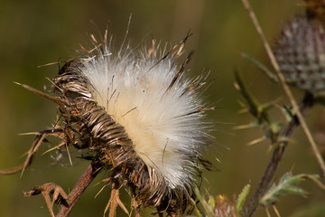 Near the Village of Malakhovo_53