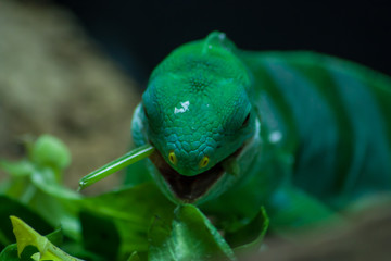 Green Chameleon Eating Salad, ZSL London Zoo