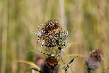 Near the Village of Malakhovo_54
