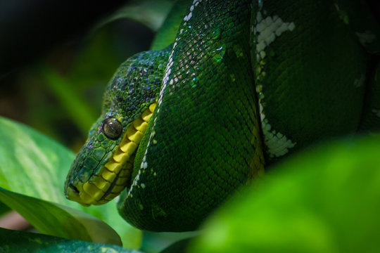 Emerald Boa Snake, ZSL London Zoo