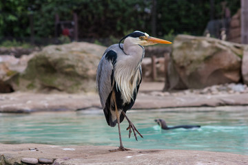 Heron Standing on One Leg, ZSL London Zoo